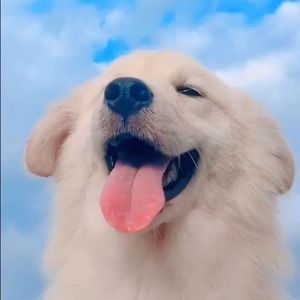 Meet your Posher, Stansya